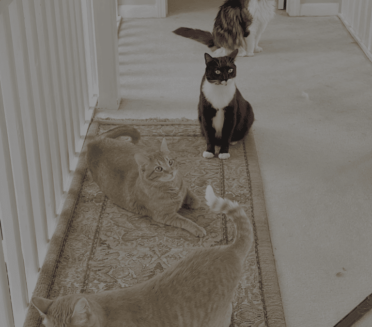 Rector’s Update: Thur 5/15