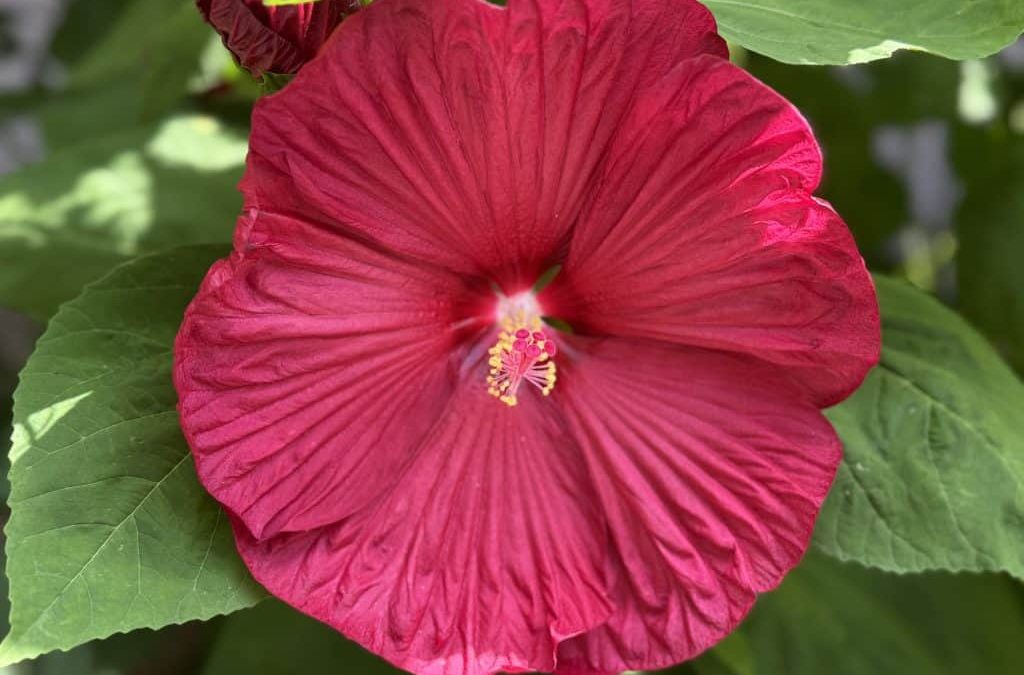 Rector’s Update: Mon 6/23