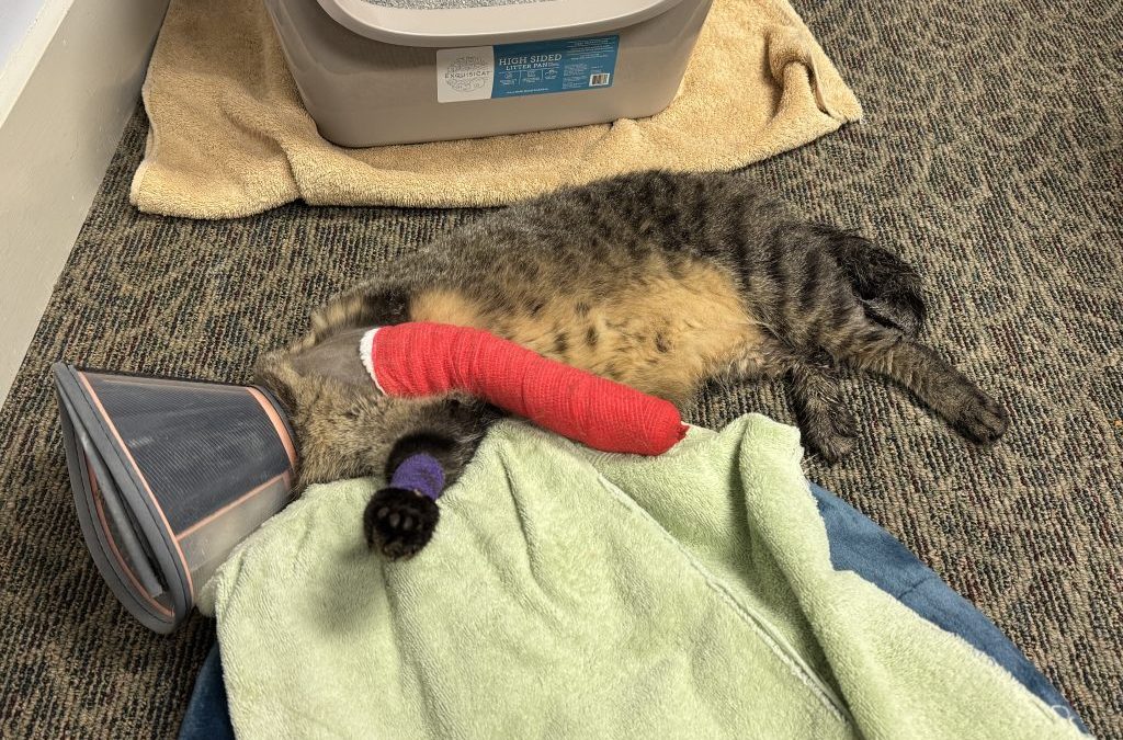 Rector’s Update: Thur 9/4, later