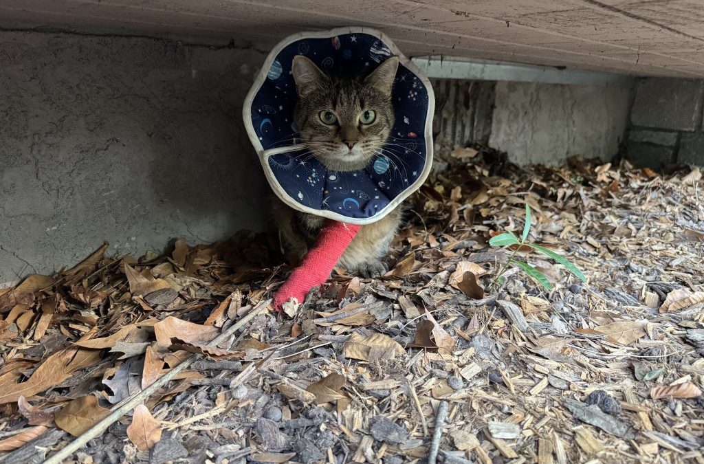 Rector’s Update: Sat 9/13